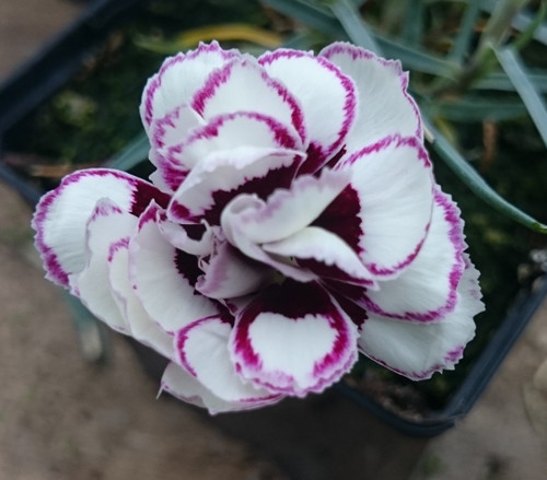 Dianthus 'Paisley Gem'