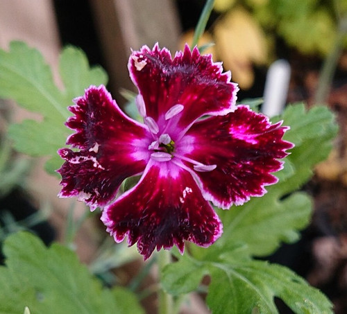 Dianthus 'Unique'