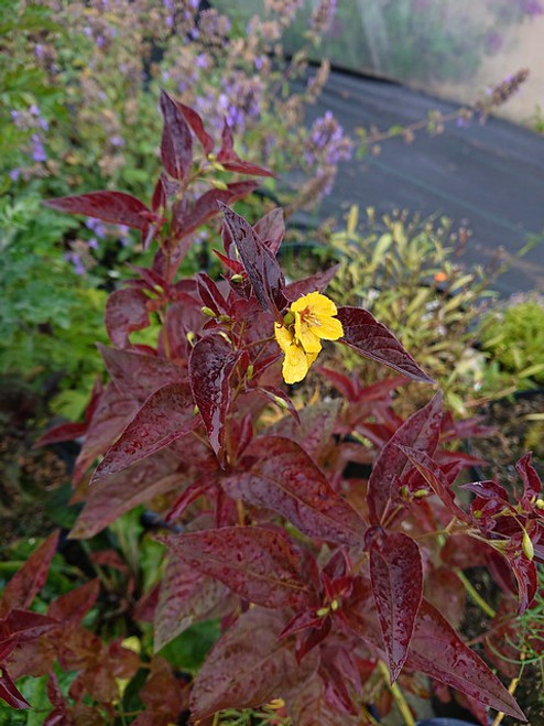 Lysimachia ciliata 'Firecracker'