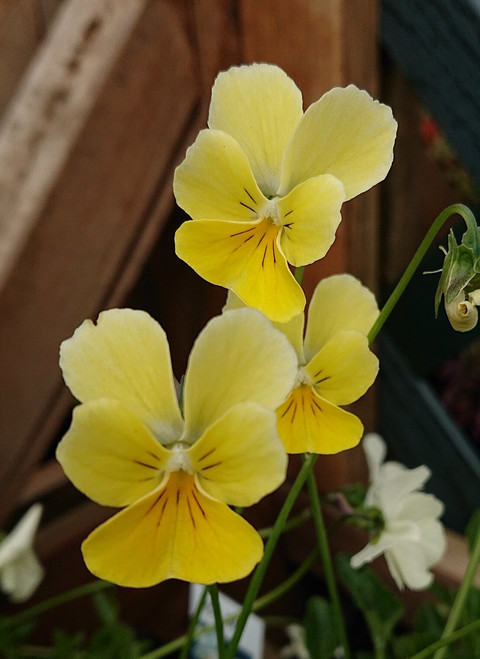 Viola lutea