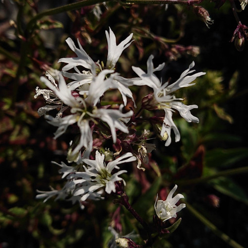 Lychnis flos-cuculi 'White Robin'