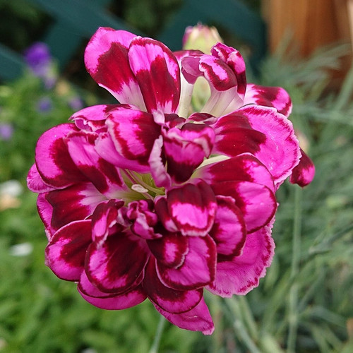 Dianthus 'Laced Monarch'