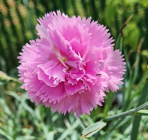 Dianthus 'Rose de Mai'