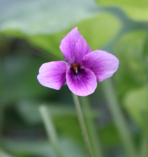 Viola odorata 'Covent Garden'