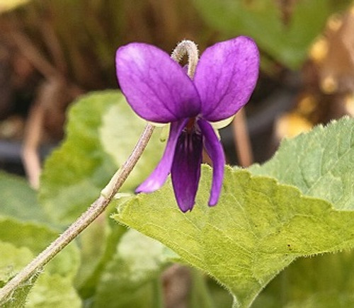 Viola odorata 'The Czar'