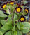 Primula 'Gold Lace Jack in the Green'