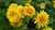 Chrysanthemum 'Spartan Canary'