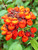 Calceolaria integrifolia 'Kentish Hero'