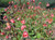 Geum rivale 'Leonard's Variety'