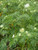 Chaerophyllum azoricum