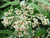 Buddleja loricata