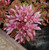 Sedum spurium 'Tricolor'