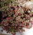 Sedum spurium 'Tricolor'