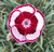 Dianthus 'Anders Fay Seagrave'