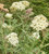 Achillea nobilis subsp. neilreichii