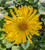 Doronicum caucasicum 'Little Leo'