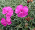 Dianthus 'Babi-Lom'