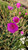 Calandrinia grandiflora (Rock Purslane)