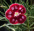 Dianthus 'Marjery Breeze'