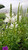 Physostegia virginiana 'Crown of Snow'