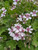 Erodium pelargoniflorum