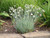 Dianthus 'Faffa's Pink'