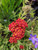 Achillea millefolium 'Fanal'