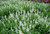 Lavandula x intermedia 'Edelweiss' (White Lavender)