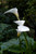 Zantedeschia aethiopica (Alter Lily)