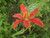 Belamcanda chinensis (Chinese Blackberry lily)