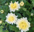 Chrysanthemum 'Bounty Blanc'