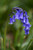 Native British Bluebell (Hyacinthoides non-scripta) - eight in-the-green bulbs