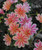 Lewisia cotyledon 