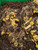 Eranthis hyemalis (Winter Aconite) - ten in-the-green bulbs