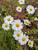 Chrysanthemum 'Brietners Supreme'