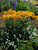 Helenium hoopesii (Sneezewort)