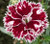 Dianthus 'Mendlesham Minx'