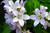 Campanula lactiflora 'Loddon Anna'