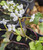Cardamine trifolia (Three-leaved cuckoo flower)