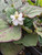 Houttuynia cordata 'Flore Pleno'