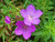 Geranium clarkei ‘Kashmir Purple’