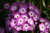 Phlox paniculata 'Violet Flame'