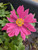 Anemone hupehensis var. japonica 'Bressingham Glow'