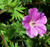 Geranium 'Tiny Monster'