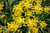 Allium luteum (Allium moly)
