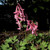 Corydalis solida 'Beth Evans' (Fumewort)