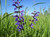 Salvia pratensis (Meadow Clary)