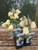Fritillaria pallidiflora (Siberian fritillary) 