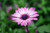 Osteospermum 'Sennen Sunrise'