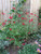 Salvia greggii 'Red Swing'